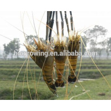 Aditivo para piensos para aves de corral, bovinos, ovinos